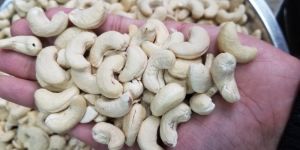 Cashew Nuts