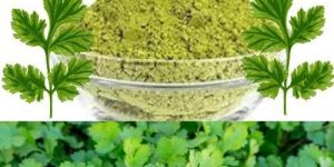 Dried Coriander Leaves Powder