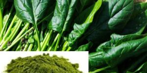 Dried Spinach (Palak) Powder