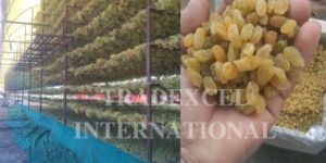 Premium Quality Golden Raisins