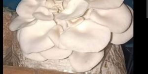 Fresh Oyster Mushroom