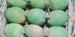 Alphanso Mango-Pulp