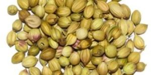 Single Parrot Coriander Seed