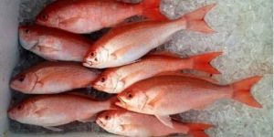Frozen Red Snapper Fish