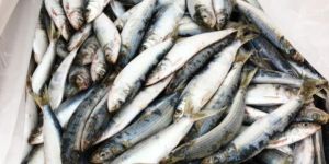 Frozen Sardines Fish