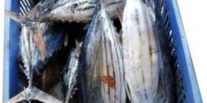 Frozen Tuna Fish