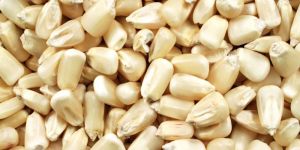 White Corn Seeds