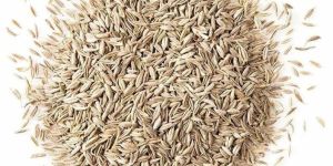 White Cumin Seeds