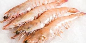 Fresh Prawn Fish