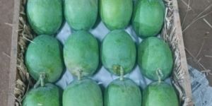 Alphonso Mangoes