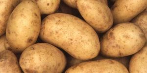 Potato