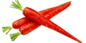 Fresh Red Carrot