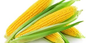 Sweet Corn