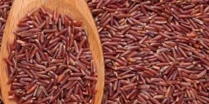 Jyoti Variety Paddy Seeds and Grains