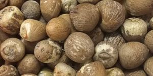 Dried Areca Nut