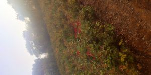 Merabel Rose Flowers