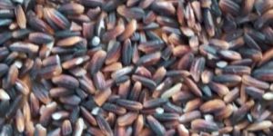 Black Rice (Kuruppu Kavuni)