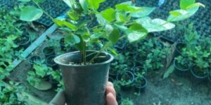 Blueberry Plant