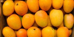 Fresh Alphonso Mango