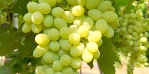 Fresh Grapes
