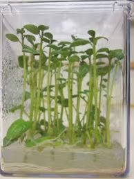 MicroPropogated Plant