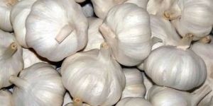 Natural Fresh Garlic