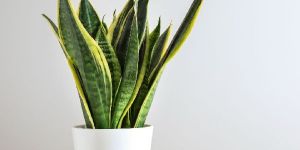 Home Decor Snake Plant