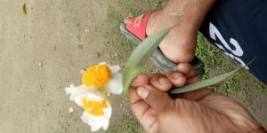 Dry Nageshwar Flowers