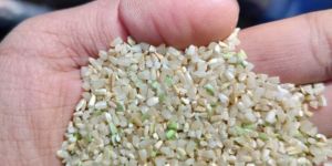 Broken Rice