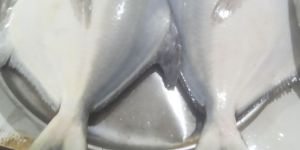 Fresh Pomfret Fish