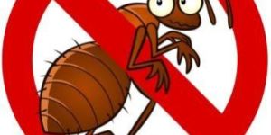 Saroj Pest Control Services