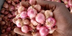 Shallot Onions