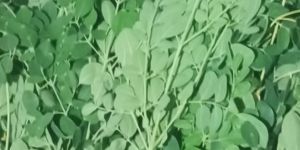 Moringa Leaves