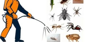 KIRUPA PEST CONTROL SERVICE-GOOD SERVICE IN CHENNAI TAMILNADU