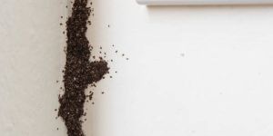 Termite Control Services