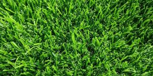 Artificial Grass