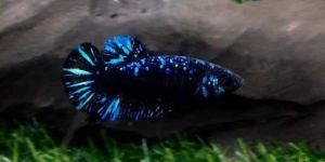 Avatar Betta Fish