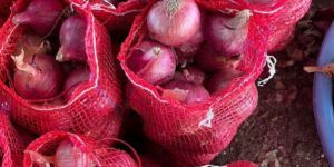 Fresh Red Onion