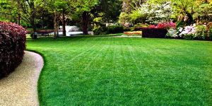 Natural Green Grass Carpet