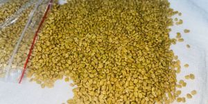 Fenugreek(Methi)