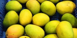 Fresh Alphonso Mangoes
