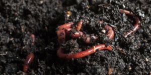 Organic Fertilizers and Manure