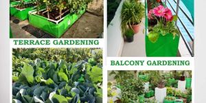 Vegetable Vermi Beds