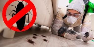 Cockroaches Pest Control Service