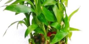 Handpainted Terracotta Lucky Bamboo Planter, Decorative Indoor Outdoor Planter Manufacturer Exporter