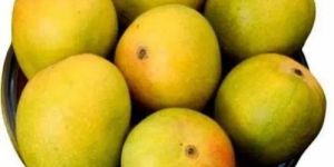 Organic Alphonso Mango