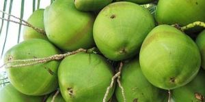 Organic Tender Coconut