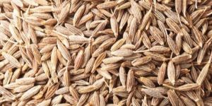 White Cumin Seeds