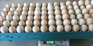 Broiler Hatching Eggs