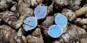 Organic Black Turmeric Finger